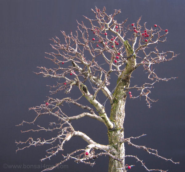 hawthorn bonsai